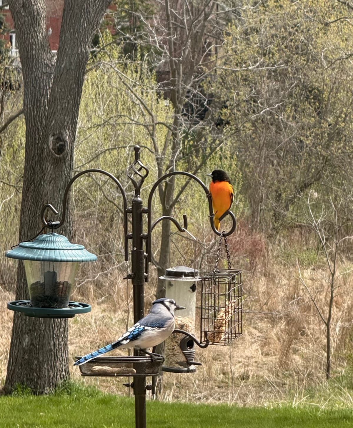 A Blue Jay standing on an open tray feeder with a Baltimore Oriole perched on the hook above it