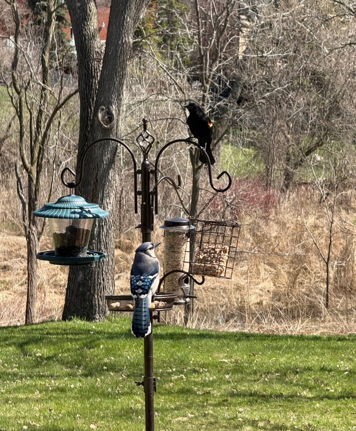 A Blue Jay standing on an open tray feeder with a Red-winged Blackbird perched on the hook above