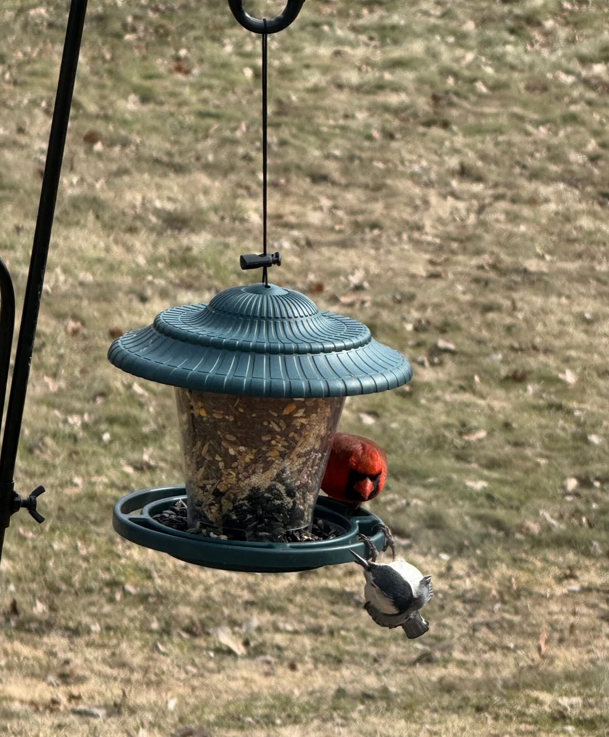 A male Northern Cardinal feeding at a hopper feeder while a White-breasted Nuthatch hangs upside down from the tray rim below