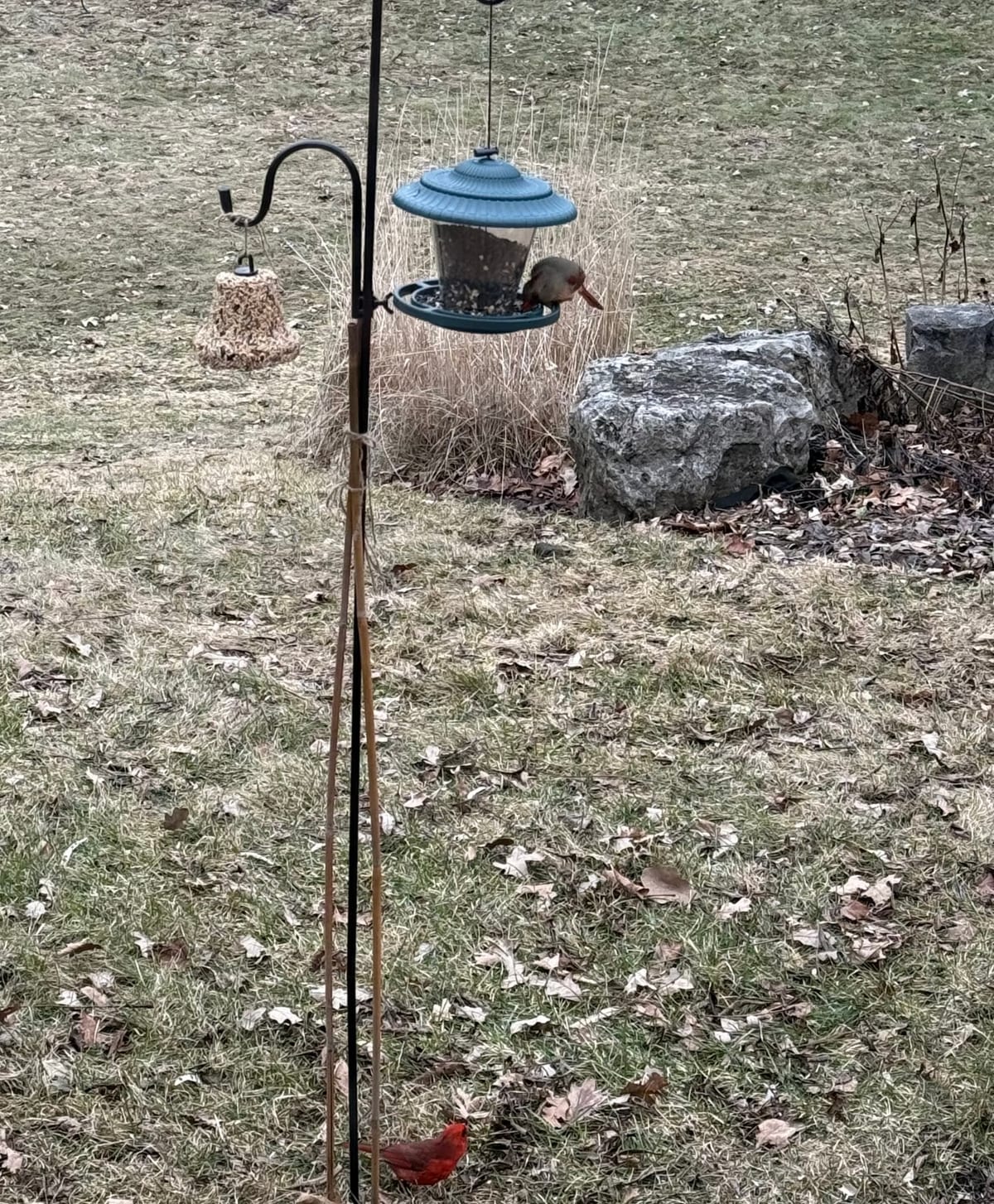 A female Northern Cardinal on a feeder while a male Northern Cardinal forages on the ground below it