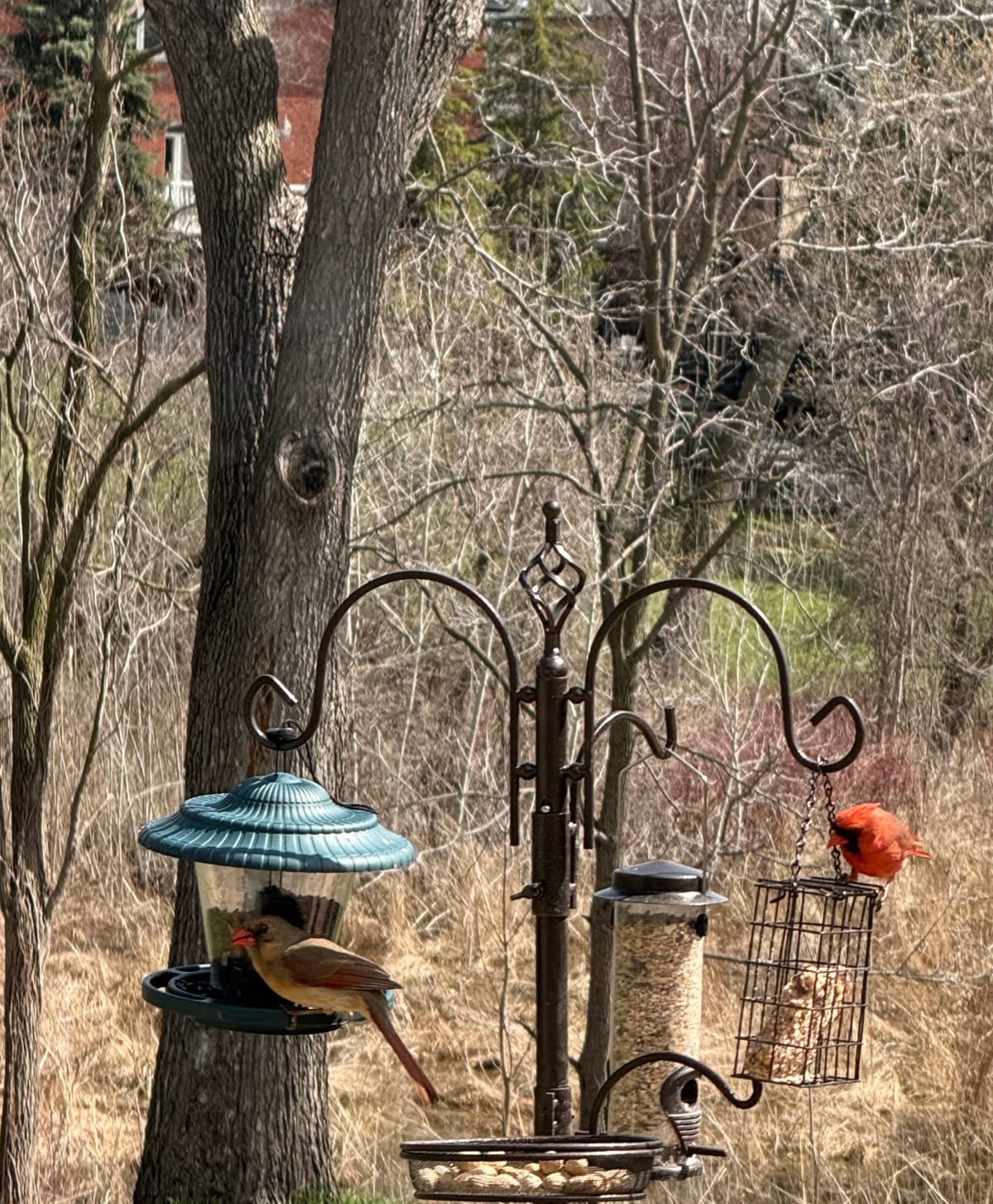 A multi-arm feeding station standing in open grass, with a female cardinal at the hopper feeder and a male cardinal at the suet cage