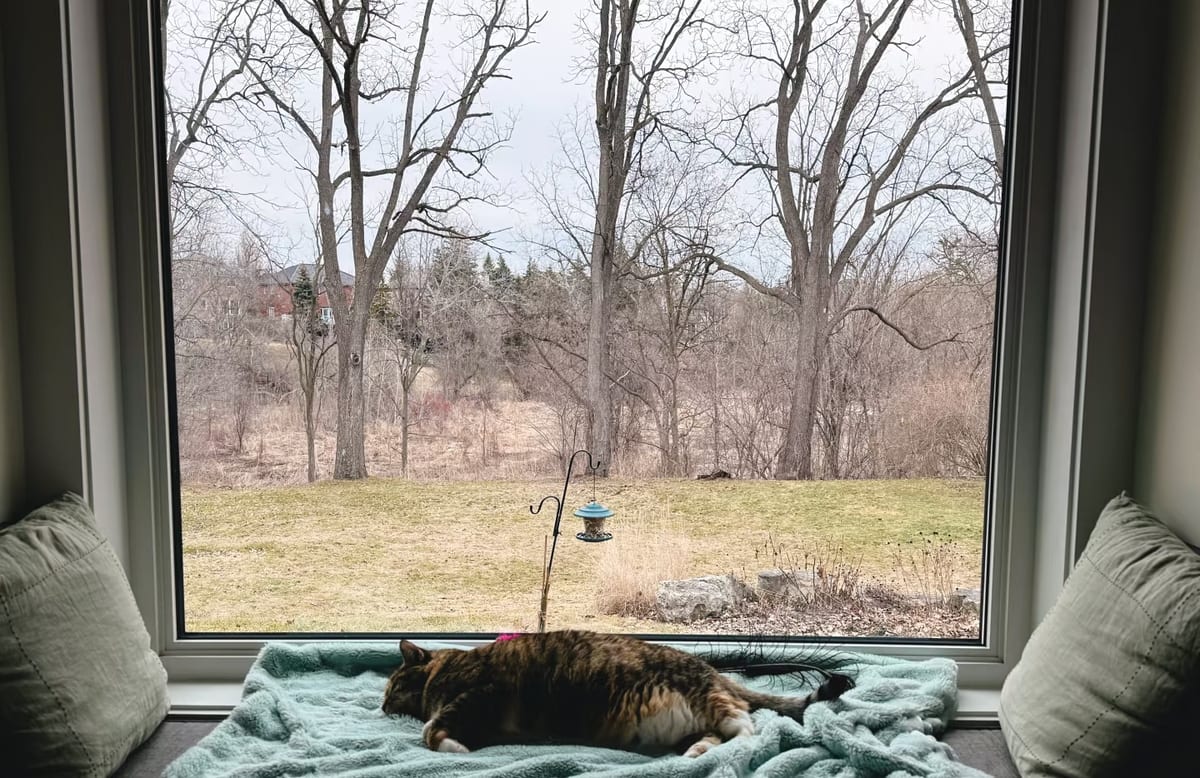 A tabby cat lying on a window seat inside a house, looking out through a large picture window at a bare winter yard where a bird feeder hangs from a shepherd's hook
