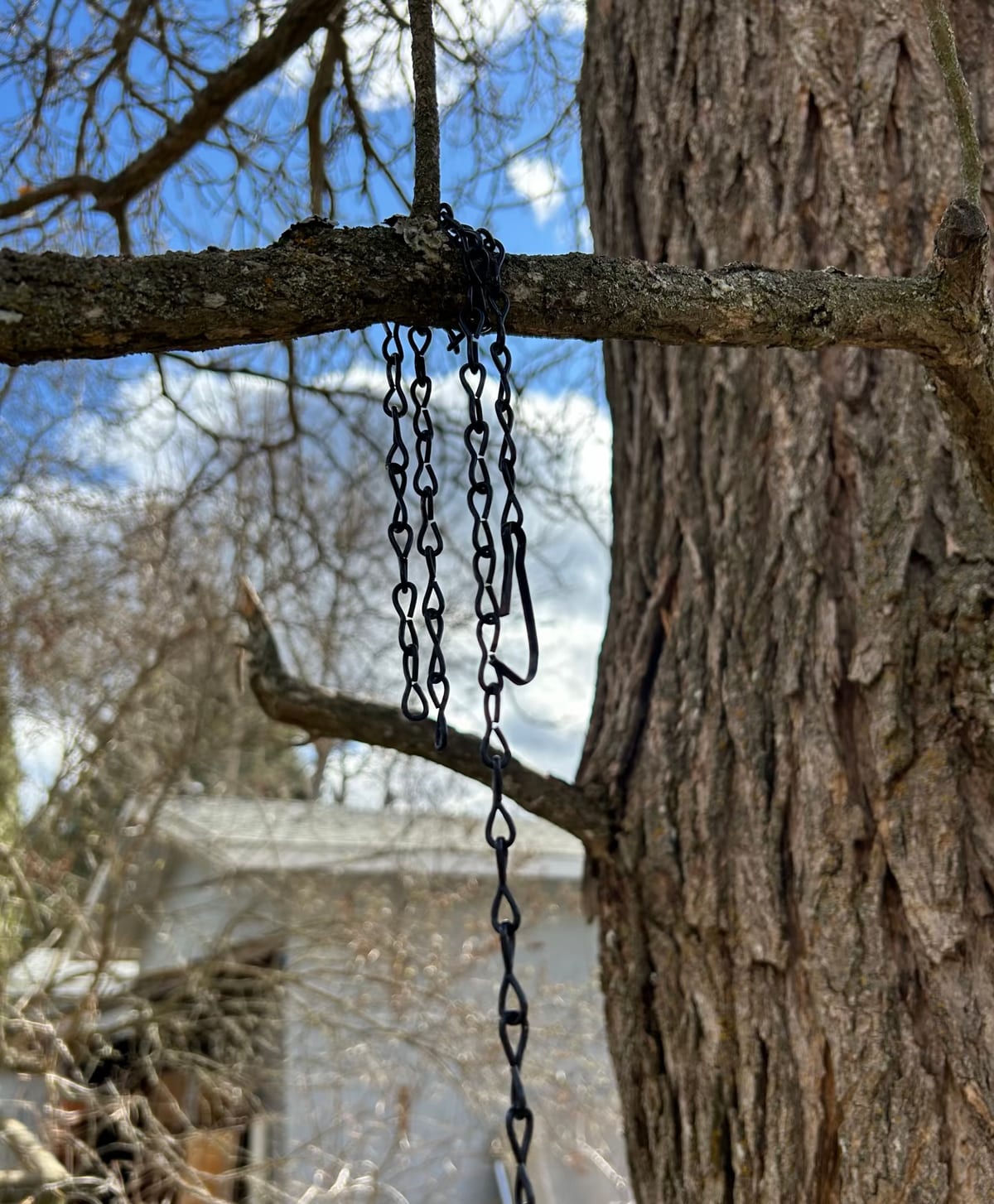 Bare chains and hooks hanging from a tree branch after all the bird feeders have been taken down