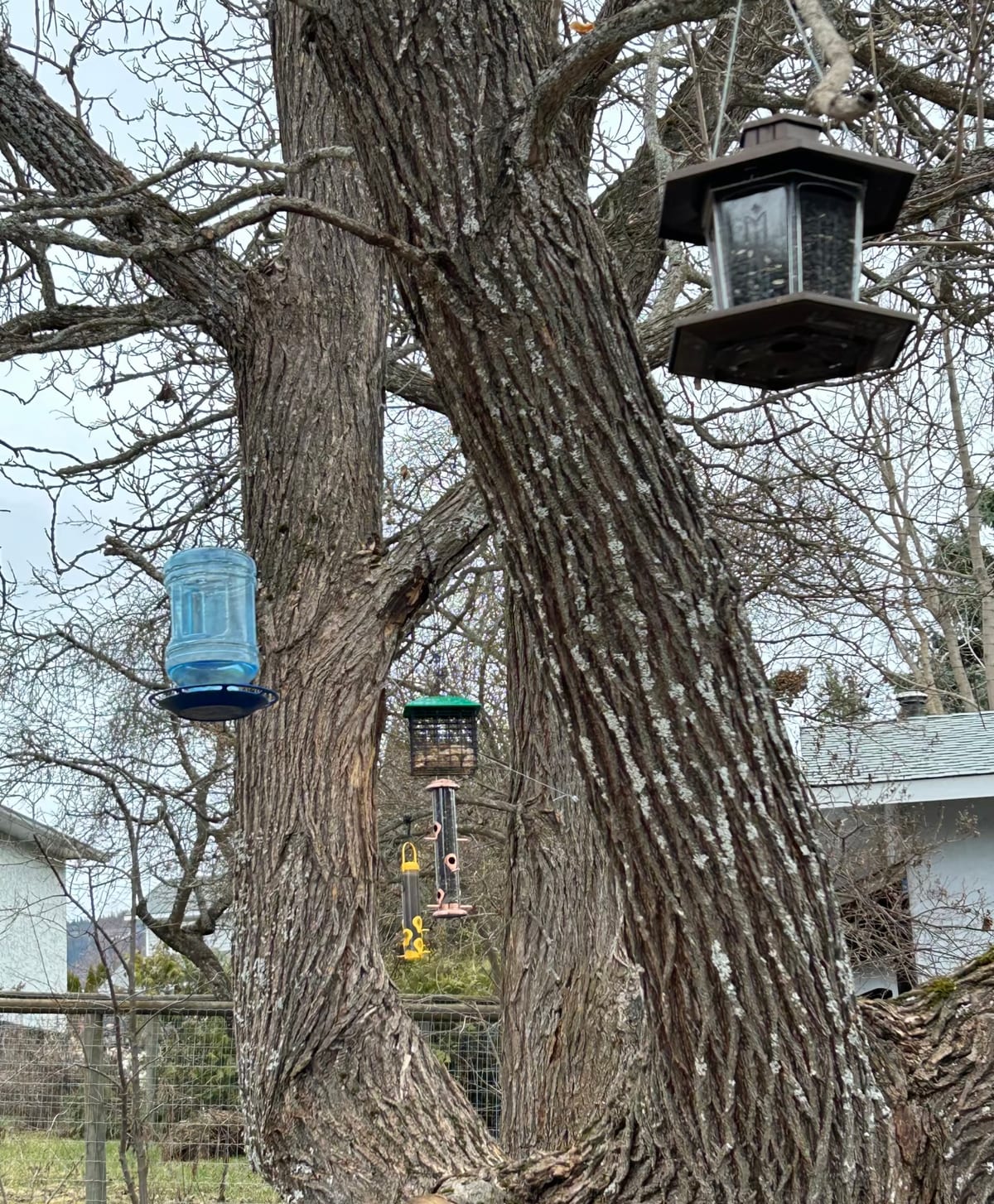 Five different bird feeders hung on one mature tree: a lantern feeder, a water jug, a suet cage, and two tube feeders