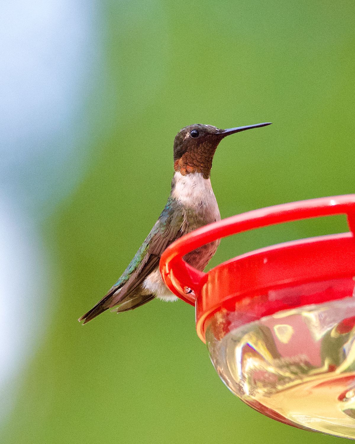 A hummingbird perched on the red rim of a saucer-style nectar feeder, with green iridescent back feathers and a dark throat patch