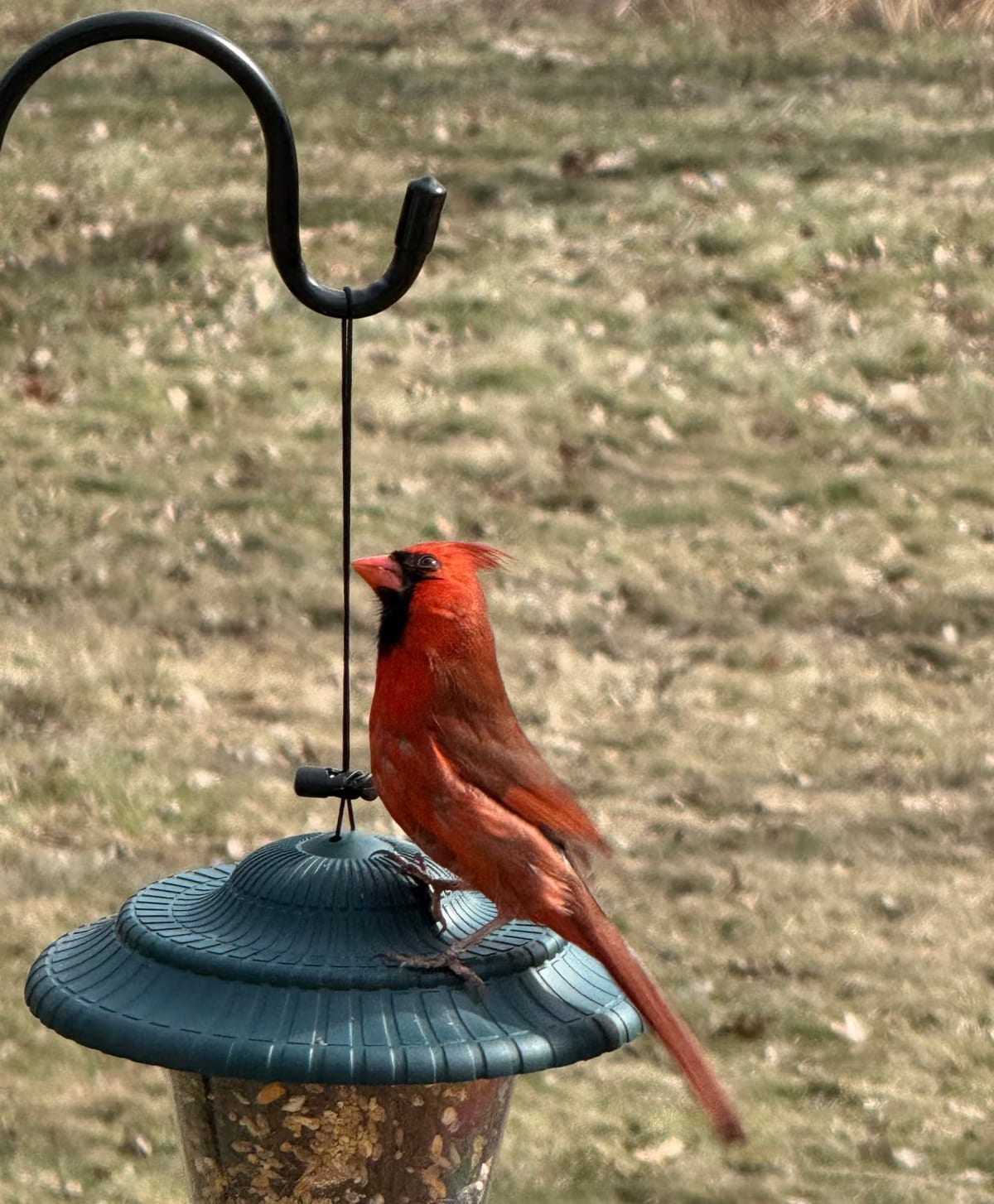 A male Northern Cardinal perched on the roof of a green hopper feeder