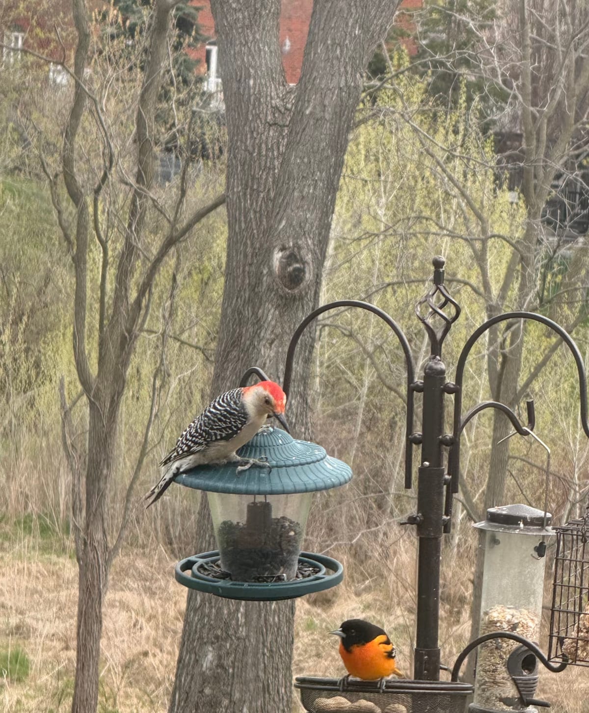 A Red-bellied Woodpecker on the roof of a hopper feeder and a Baltimore Oriole on the tray below