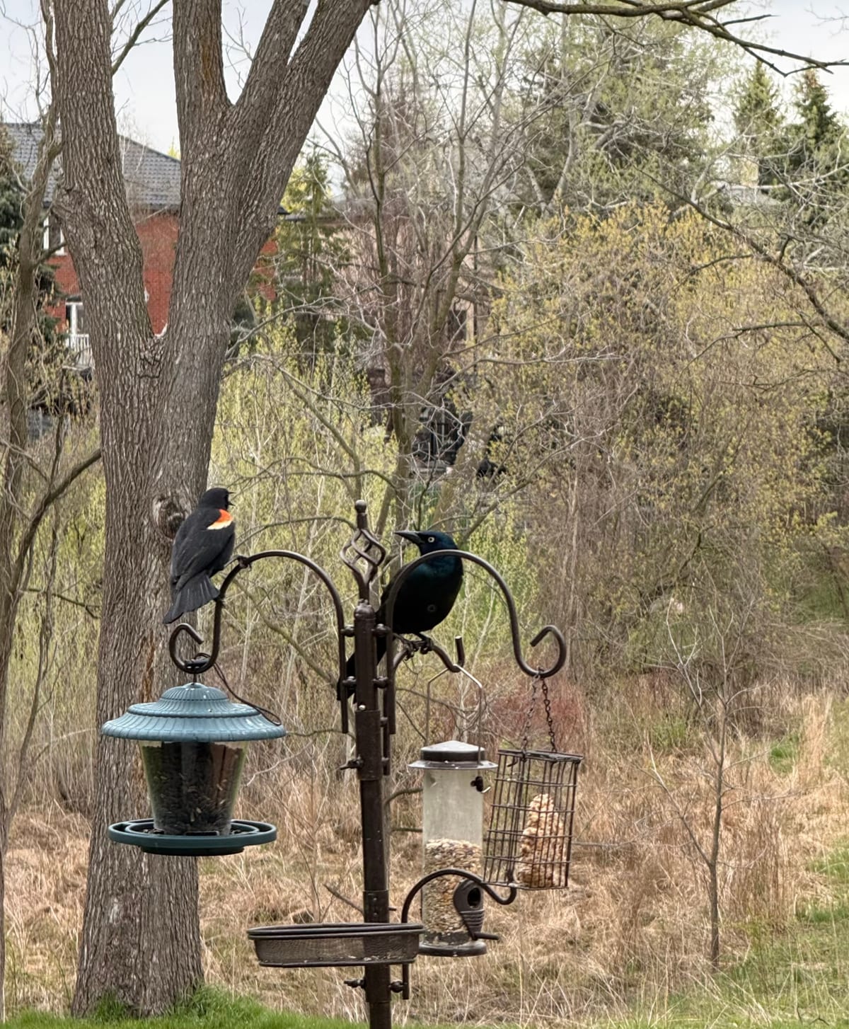 A Red-winged Blackbird and a Common Grackle feeding together at the same backyard feeding station