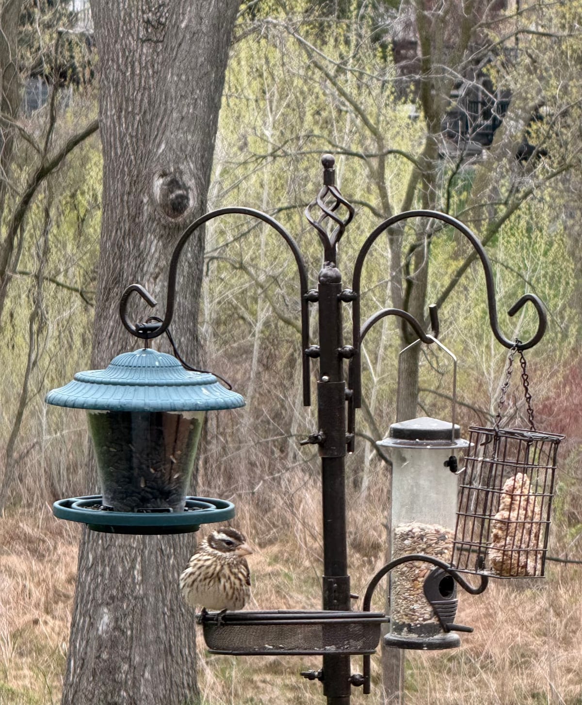 A female Rose-breasted Grosbeak perched on the edge of an open platform tray feeder
