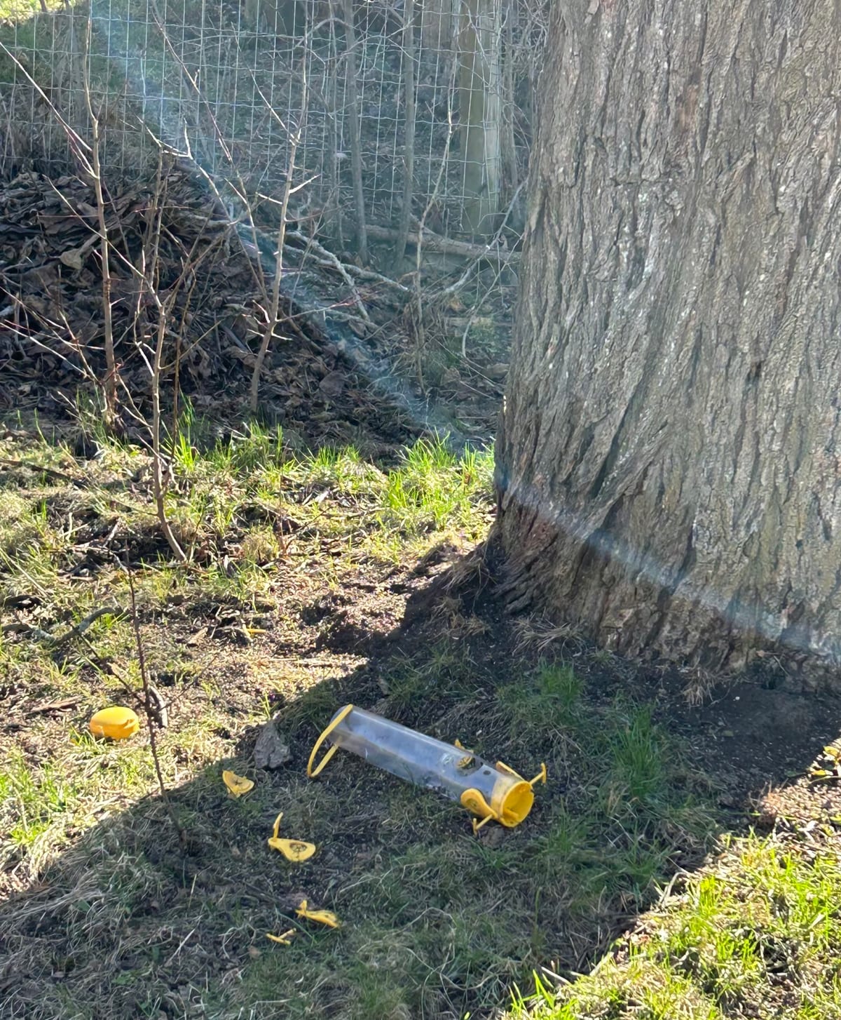 A yellow plastic tube feeder lying on the ground beneath a tree, with chewed-off yellow plastic pieces scattered across the grass nearby