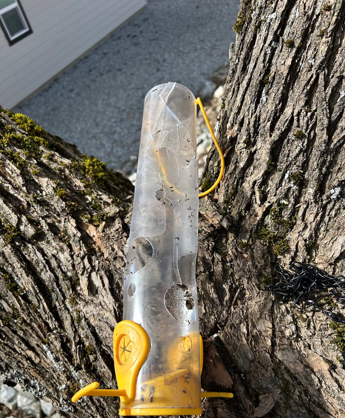 Close-up of a clear plastic tube feeder showing several large holes gnawed straight through the wall of the tube